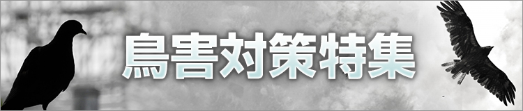 特集メインビジュアル