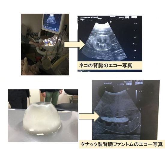 超音波エコー用ファントム タナック - Powered by イプロス