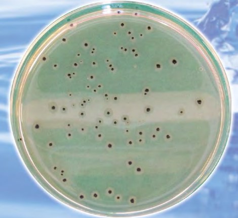 ハンドフォード培地 関東化学株式会社 イプロスものづくり