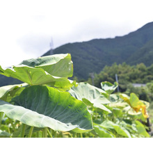 株式会社テクノマジック 企業情報 イプロスものづくり