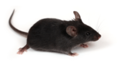 【遺伝子改変マウス作製受託 】コンベンショナルノックアウトマウス トランスジェニック イプロス医薬食品技術