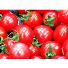 種子 自慢の売れっ子トマト うす皮ミニトマト ピンキー ナント種苗 イプロス都市まちづくり